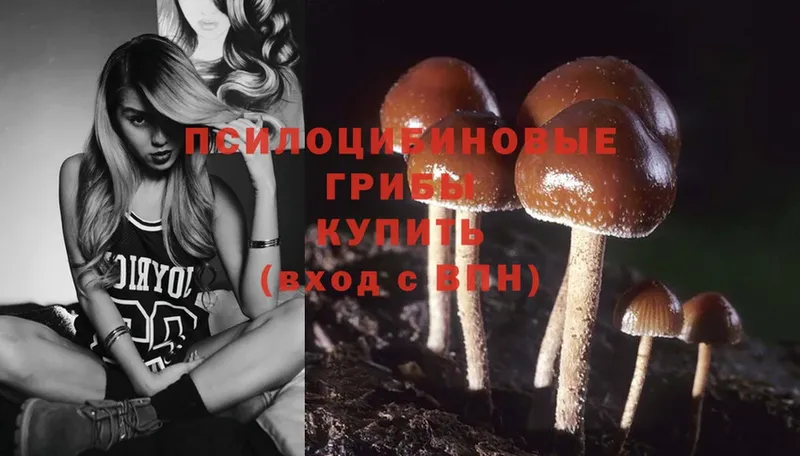 где можно купить   Алатырь  Псилоцибиновые грибы Psilocybine cubensis 